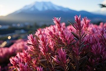 Wall Mural - Bali, Indonesia, the Kintamani lavender fields, with a view to Mount Batur., generative IA