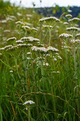 Wall Mural - Common yarrow Achillea millefolium white flowers close up, floral background green leaves. Medicinal organic natural herbs, plants concept. Wild yarrow, wildflower