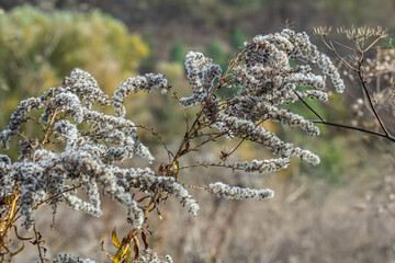 Wall Mural - seeds with blow-balls of golden rod - Solidago canadensis wild plant at autumn