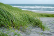 © Cadengo - A close-up view of a Nordic beach captures the serene beauty of grass and sand meeting the shoreline