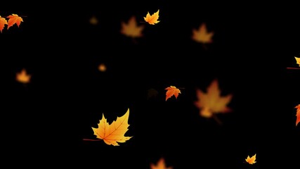 animated leaf falling. autumn maple leaves fall, video footage animation on alpha channel background