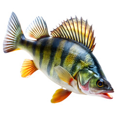 Close-Up of Striped Yellow Perch Fish