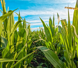 Poster - Rows of healthy Green Corn Crops within an Agricultural Field. Plants are lush and green, set against a wispy blue morning sky. Captured in late June in the Midwest, USA.