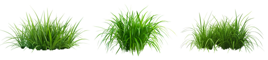 Poster - a bunch of green grass on a white background, isolated around the edges, 3d rendering