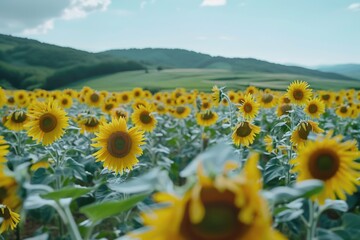 Wall Mural - A field of yellow sunflowers with mountains visible in the distance, suitable for use in nature or travel scenes