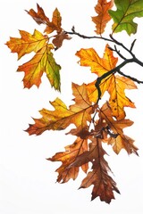 Poster - A close-up shot of a tree branch covered in leaves, great for nature or outdoor-themed designs