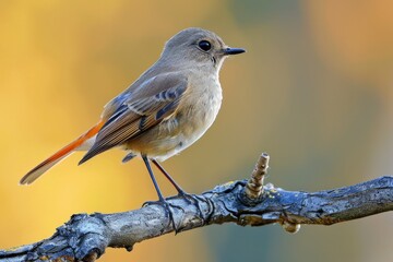 Aufkleber - A small bird is perched on a branch in nature