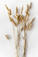 Poster - Close-up of wheat stalks on a clean white background, ideal for use in agricultural or food-related contexts