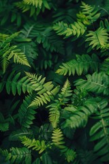 Poster - A close-up shot of a plant with green leaves