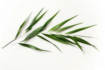 Poster - A detailed view of a single green leaf on a white background, ideal for use in botanical or nature-themed designs