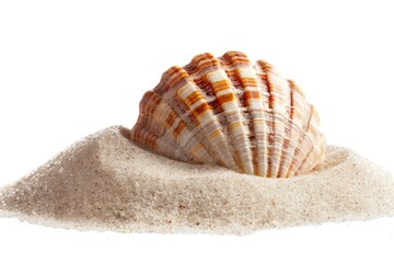 Poster - A natural shell collection on a white background, perfect for decorative or educational uses