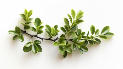Poster - A isolated branch with green leaves on a white background, perfect for decoration or design use