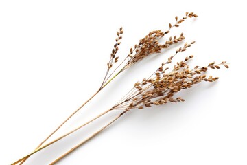 Aufkleber - A close-up shot of a bunch of dried grass sitting on a white surface