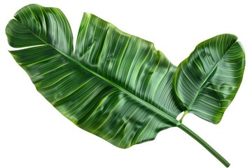 Poster - A close-up view of a single green leaf sitting on a white background, perfect for illustrating nature or simplicity