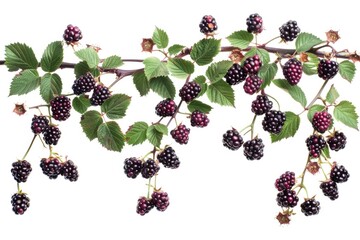 Wall Mural - A cluster of ripe blackberries hangs from a branch, ready for picking