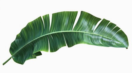 Poster - A single large green leaf on a plain white background