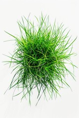 Poster - Close up shot of a green plant on a white background, ideal for use in design or photography projects