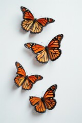 Poster - A group of orange butterflies perched on a white surface