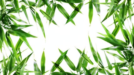 Poster - A close-up shot of fresh green leaves against a clean white background