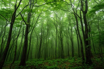 Aufkleber - a dense forest with numerous green trees, ideal for landscape or nature photography