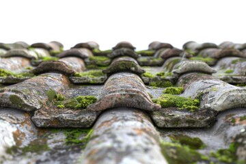 Poster - Photo of moss growing on the roof of a house