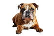 I Love Puppys (PNG 6912x4608)