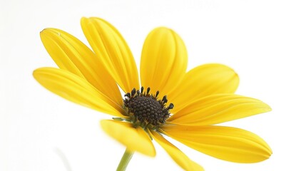 Canvas Print - A close-up of a bright yellow flower against a clean white background, perfect for use in designs and layouts where a pop of color is needed