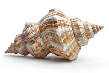 Poster - A large shell placed on a white surface, suitable for use in still life photography, product displays or decorative arrangements