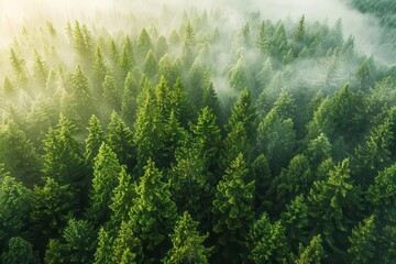 Wall Mural - aerial view of a misty coniferous forest stretching to the horizon ethereal morning light filters through the fog creating a mystical atmosphere and highlighting the lush green canopy