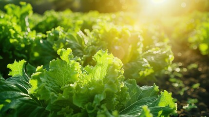 Poster - A field of green lettuce is growing in the sun. Generate AI image