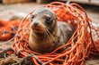 © Maryna - A fur seal was caught in a fishing net on the ocean shore. Close-up. Marine animal protection concept