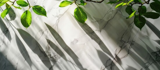 Wall Mural - Spring green leaves on a tree branch under sunlight, casting a shadow on a white marble wall, wooden table, with space for writing.