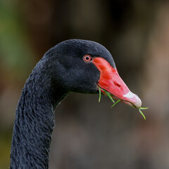 Wall Mural - Black swan 