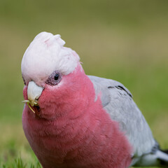 Wall Mural - close up of a galah