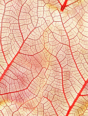 Poster - Close-up of a red leaf skeleton showing an intricate veins pattern