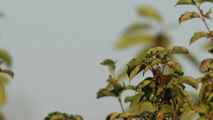 Wall Mural - A male common linnet sits atop a green bush, sings its song perpendicular to the camera lens on a sunny summer evening, and then flights.