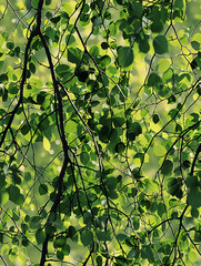 Poster - Interwoven branches and glistening leaves creating a stunning natural design in the sunlight