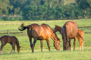 Canvas Print - Group of Thoroughbred horse mares with foals graze green grass pastures of Ocala, Florida