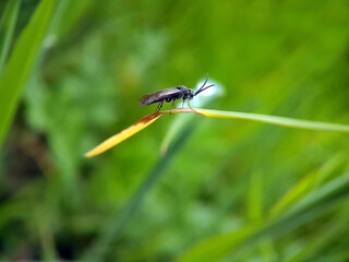 Poster - wasp bee on leaf