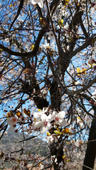 Poster - Blossom trees in Spring 