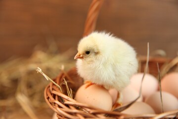 Poster - Cute chick and eggs in wicker basket on blurred background. Baby animal