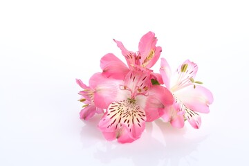 Wall Mural - Beautiful pink alstroemeria flowers isolated on white