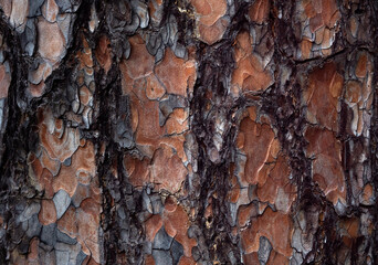 Pine tree bark texture background.