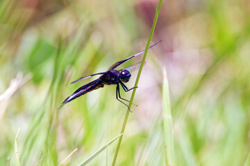 Sticker - Widow Skimmer (Libellula luctuosa) Like most other dragonflies, the widow skimmer male is territorial and may patrol very large areas to search for females and to chase off other males.