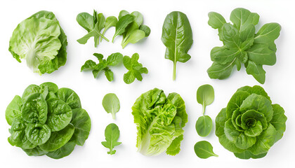 Wall Mural - Set with leaves of butter lettuce isolated on white