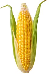 Corn stalk