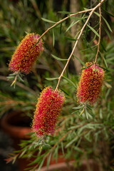 Sticker - A flower of brushwood on a twig.