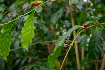 Sticker - Red fruits of the coffee tree on the tree.