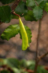 Sticker - Green carob fruit in detail.