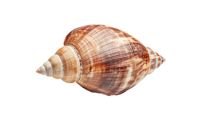 Poster - Isolated sea shell on transparent background